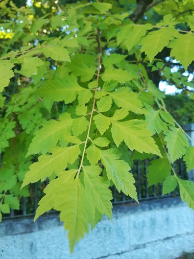 Mpinfante en Hamelin: Flora, Koelreuteria paniculata, .