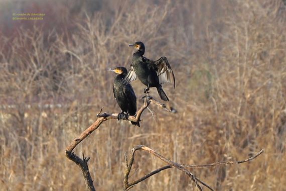 Smatae en Hamelin: Fauna  (Chinchón), Phalacrocorax carbo (Linnaeus, 1758), Pareja de cormoranes secándose al sol. # aves
