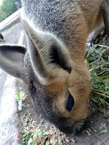 Enriquesalazarcastillo en Hamelin: Fauna  (FCE)