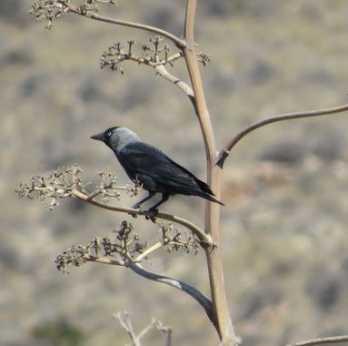 Solerantonio2 en Hamelin: Fauna  (Níjar), Corvus monedula Linnaeus, 1758, Ave
