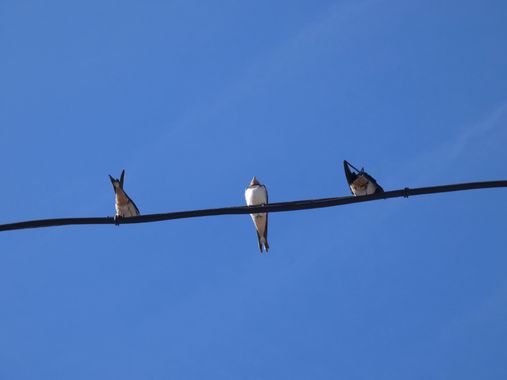 mariale en Hamelin: Fauna, 📸 #marialemdza 
#aves #birds #pajaritos #pájaros 
#ComarcaDeBabia #ProvinciaDeLeón
#Naturaleza #BellezaNatural #Babia  #Montañ...