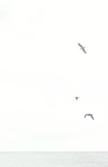 Susana-oda en Hamelin: Paisaje  (La Línea de la Concepción), Siempre capta mi atención el vuelo de las gaviotas, quienes, junto al mar, adquieren todo el p...