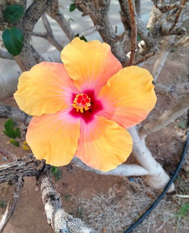 Solerantonio2 en Hamelin: Flora  (Almería), Planta