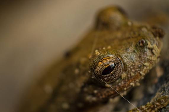 Ángel Vargas  en Hamelin: Fauna  (Monterrey), #Fotografos_mexico #mexicoselecto #perspectivas.mexico #mexshooters #reptiles #herpetofauna #herpetology #her...
