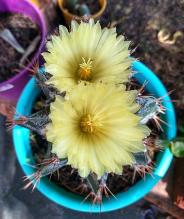 Daiqui en Hamelin: Flora, #flor #flower #flora #cactus #flordecactus #naturaleza #nature 