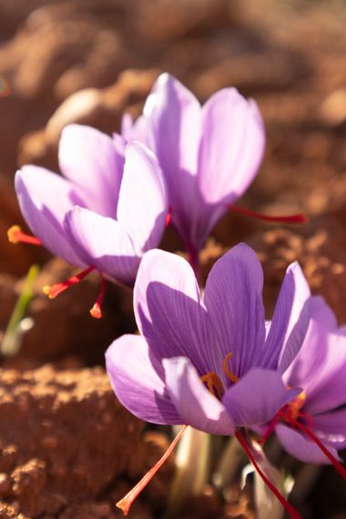 Lisa-1985 en Hamelin: Flora, Crocus sativus, #azafran, #flor, #cultivodeazafran#