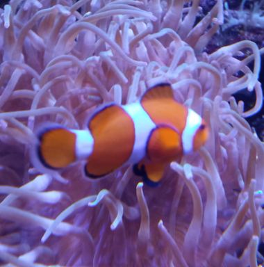 Mariajesussuarez82 en Hamelin: Fauna, Maravillas#pura#vida