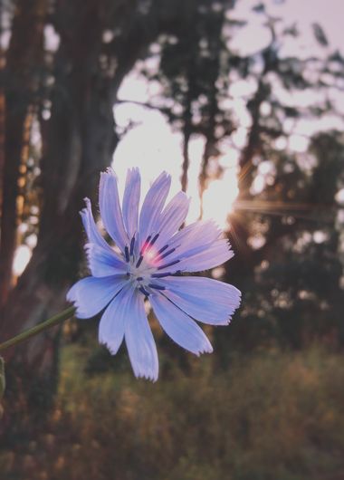 solecanale en Hamelin: Flora  (Santa Margalida), Cichorium endivia, #flor #flora #naturaleza #fotografia # #flower #plants 