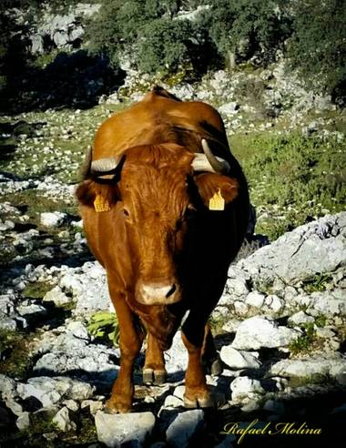 Rafael Molina  en Hamelin: Fauna  (Ronda), #invierno20#torodeganaderia