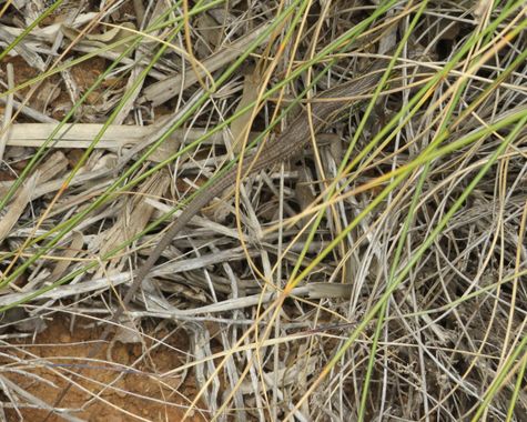 Solerantonio2 en Hamelin: Fauna  (Níjar), Reptil