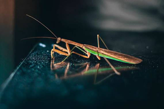 jhonfre92 en Hamelin: Fauna  (Medellín), Mantis religiosa, comúnmente llamada santateresa, mamboretá, campamocha o tatadiós o simplemente mantis, es una es...