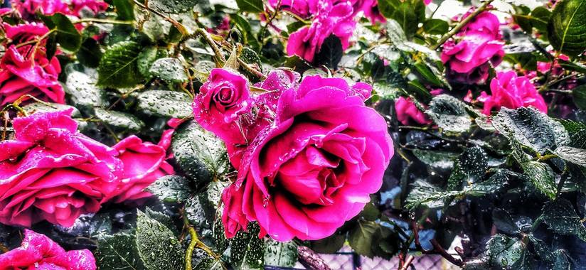 Sortueta en Hamelin: Flora  (Castro-Urdiales), Rosa gallica, La Vie en Rose ❤️🌹#flora21#