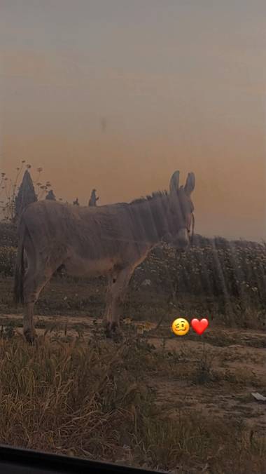 Isabeluchii 🤪 en Hamelin: Fauna, Un burro mirando 👀