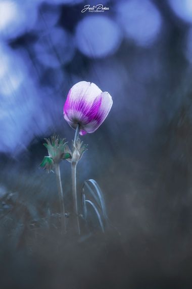 Justi en Hamelin: Flora  (Barcelona), Anemone coronaria, Primavera !!!
#apfb 