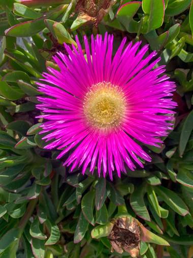 carogv1995 en Hamelin: Flora  (Campos del Río), Carpobrotus edulis, #flora21 #rosarosae #bellezanatural