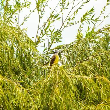 Manushrobles en Hamelin: Fauna, Observando desde arriba