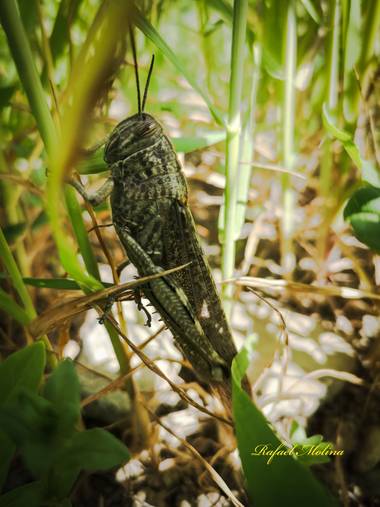 Rafael Molina  en Hamelin: Fauna  (Riogordo), #saltamonte #cigarron#langosta#malaga #andalucia 