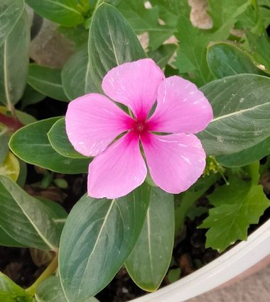 Solerantonio2 en Hamelin: Flora  (Camino de San Cristóbal), Catharanthus roseus, Planta