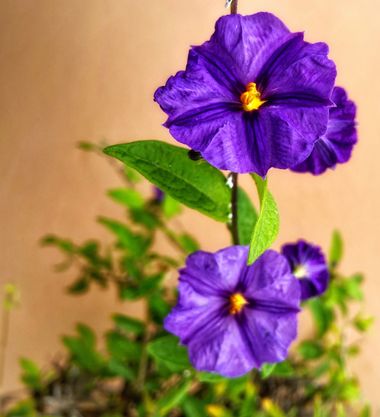 Juanatlantida82 en Hamelin: Flora, Flores 