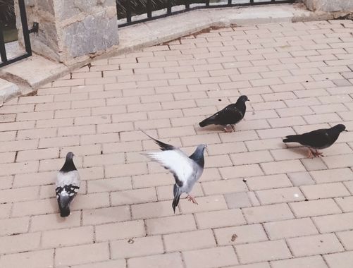 Solerantonio2 en Hamelin: Fauna  (Almería), Aves