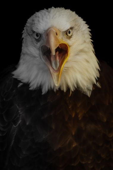 Eritz.cortazar en Hamelin: Fauna, Haliaeetus leucocephalus (Linnaeus, 1766), Águila calva o águila americana.
Sin lugar a dudas una maravilla de animal. E...