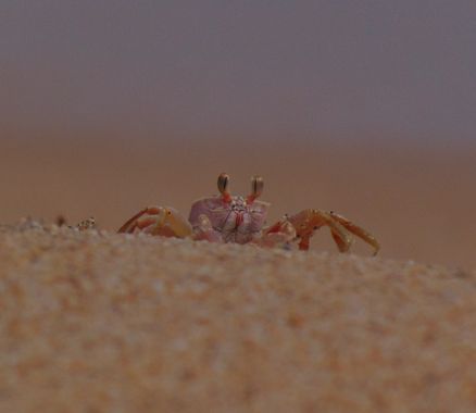 Lia en Hamelin: Fauna, No sé su especie, pero es muy lindo #cangrejo #fauna #crustaceo #playa 