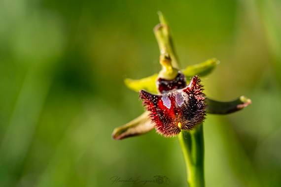 Florentinoeugenio en Hamelin: Flora  (Rivas-Vaciamadrid), #flora21 