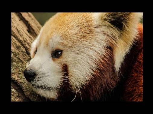 tatto199 en Hamelin: Fauna  (Manhattan), Ailurus fulgens F.G.Cuvier, 1825, Tomada n zoológico del Brons