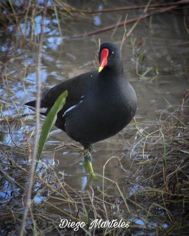 Diego en Hamelin: Fauna  (Zaragoza), #gallinetacomun #gallinulachloropus #ebro #zaragoza #aves #canon 
