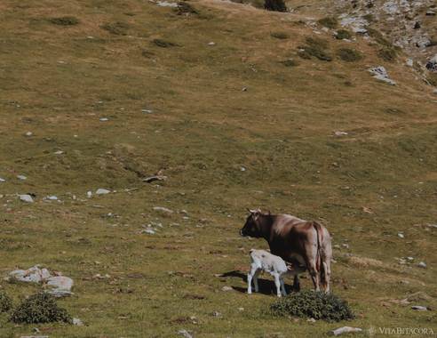 Yuga1983 en Hamelin: Fauna  (Queralbs), Vaig tenir la gran sort de veure’l néixer! A la Vall de Núria. #fauna #fauna2021 #fauna21 @vitabitacora @vitabitaco...