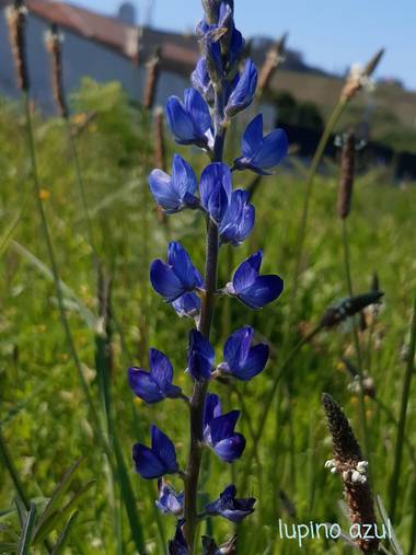 Mpinfante en Hamelin: Paisaje, Lupinus angustifolius, .