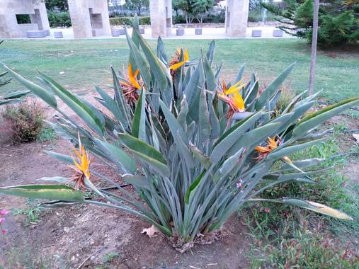 Solerantonio2 en Hamelin: Flora  (Almería), Strelitzia reginae, Bonita planta en el parque