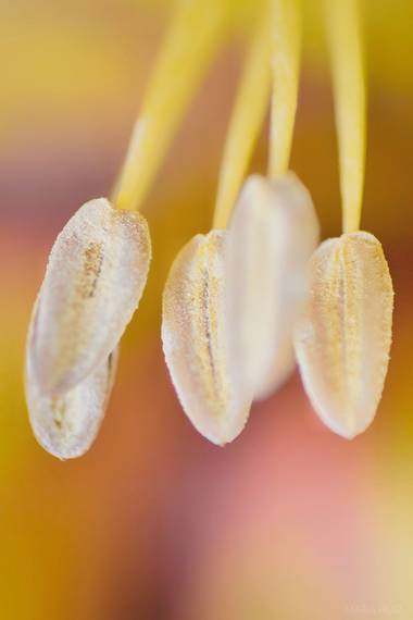 Mararuizasensio en Hamelin: Flora  (Marbella), #macro #primavera #spring #flores #flora21 #flowers #campanillas #flora 