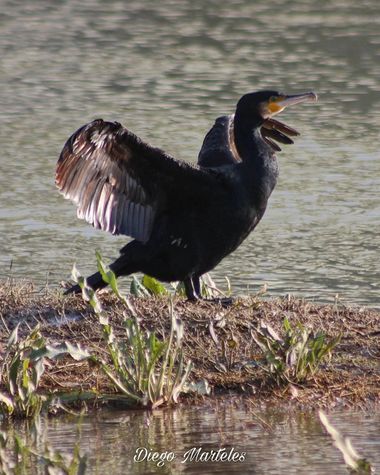 Diego en Hamelin: Fauna  (Zaragoza), #cormorangrande #phalacrocoraxcarbo #aves #ebro #zaragoza #canon 