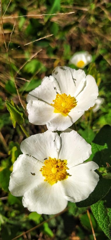 Mivilor68 en Hamelin: Flora  (Ponferrada), Cistus salviifolius L., Jara negra
#floresblancas 
