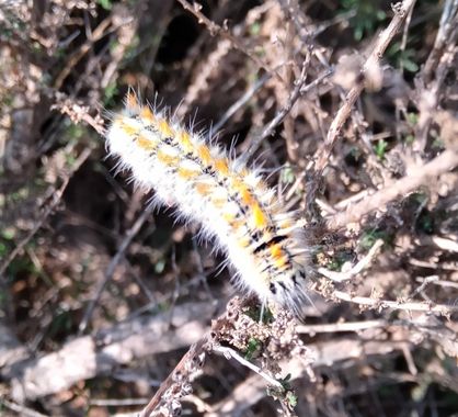 Solerantonio2 en Hamelin: Fauna  (Níjar), Insecto