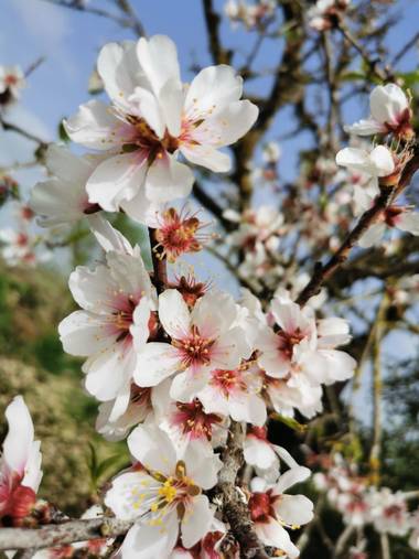 Instantes efímeros en Hamelin: Flora  (Vilafranca de Bonany), Prunus dulcis, Almendro