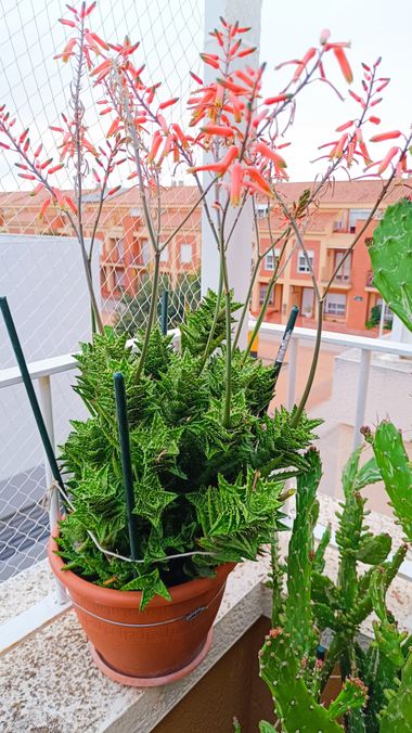 fernandezboix en Hamelin: Flora, #cactus 