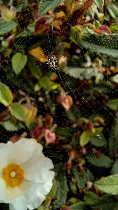 Corina en Hamelin: Fauna  (Vitoria), #araña#telaraña