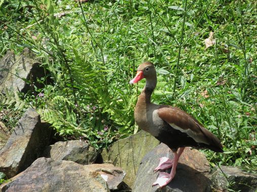 danielhincapie230979 en Hamelin: Fauna  (Rionegro), Dendrocygna autumnalis