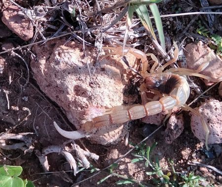 Solerantonio2 en Hamelin: Fauna  (Níjar), Alacran amarillo