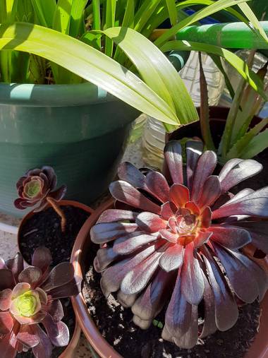 cariname6 en Hamelin: Flora  (Valongo), Aeonium arboreum, #Flora21