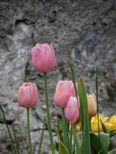mariale en Hamelin: Flora, Tulipa gesneriana, 📸 #marialemdza
#primavera2022 #spring2022 #tulipanes #tulipan #flores #flowers #flower #flor #ProvinciaDeLe...