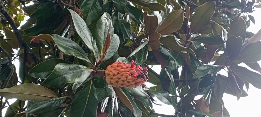 Susandresro en Hamelin: Flora  (Pantón), Magnolia grandiflora, Magnolio