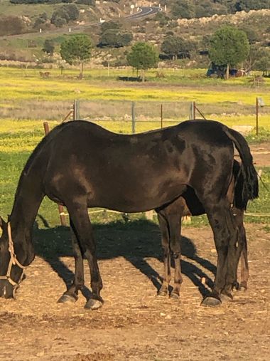 Info en Hamelin: Fauna, Caballos De Arroyo de la Luz 