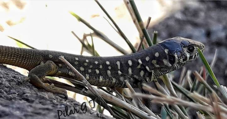 Pilarmayo012 en Hamelin: Fauna, Lacerta schreiberi Bedriaga, 1878, 
Lagarto verdinegro joven
#rectiles #lagartos