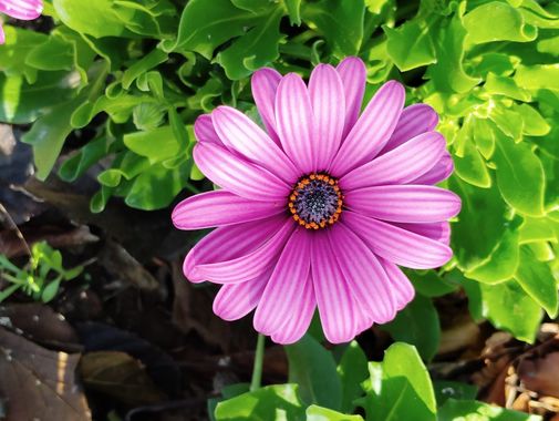 Solerantonio2 en Hamelin: Flora  (Avenida del Mediterráneo), Planta