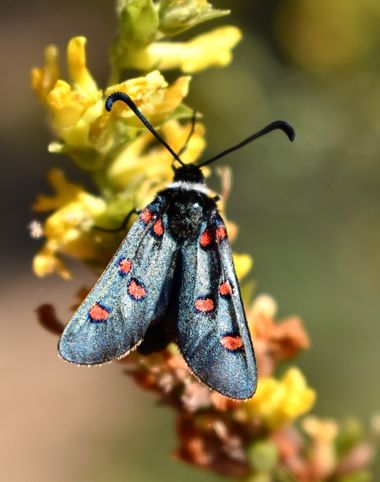 Beethovenzujo_86 en Hamelin: Fauna  (Murcia), Zygaena lavandulae (Esper, 1783), La Gitanilla de collar blanco

#nature #butterfly #zygaenalavandulae #natur...