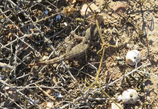 Solerantonio2 en Hamelin: Fauna  (Níjar), Reptil