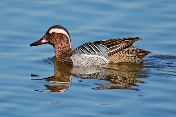 Ignicapillus en Hamelin: Fauna  (El Prat de Llobregat), Spatula querquedula (Linnaeus, 1758), Cerceta carretona

Este es, mayormente, un pato de paso (no u...